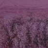 紫红时，150x300 cm.2012